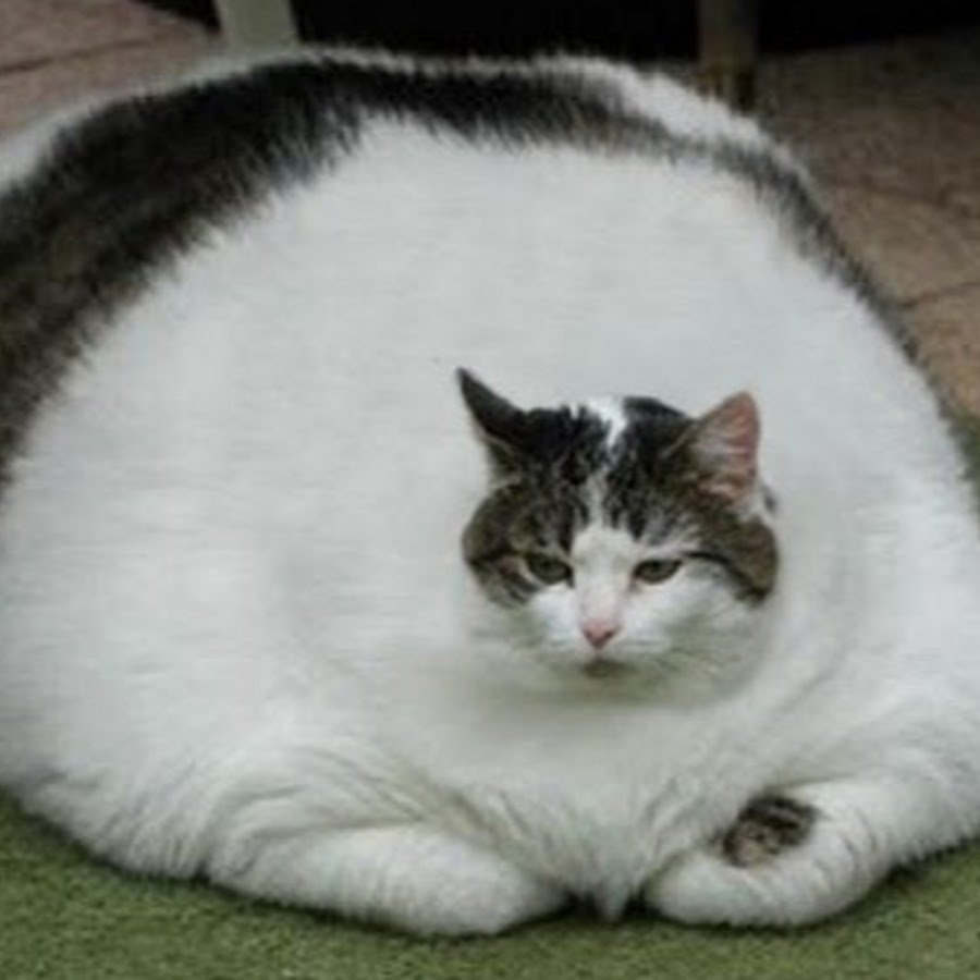 Круглый толстый кот