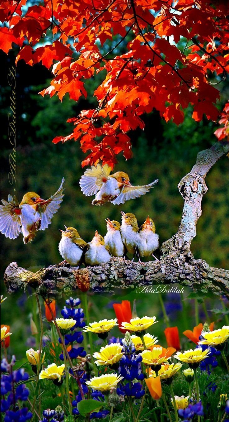 Птицы в цветах