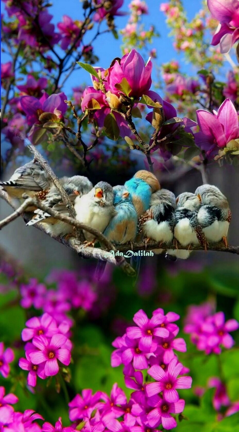 Фото на рабочий стол природа пара птичек