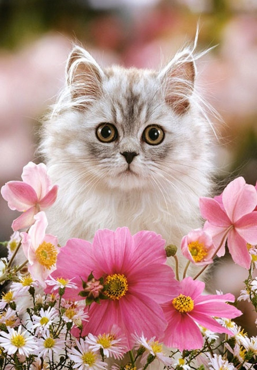 Алмазная мозаика котята в цветах