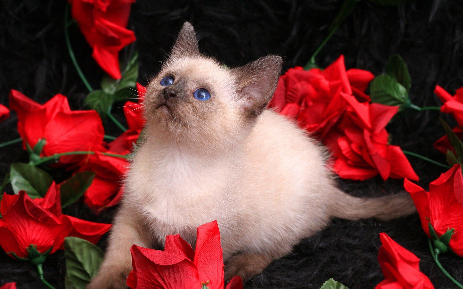 Котенок любит играть с цветами. Невская маскарадная. Кошка в цветах. Котенок с цветами. Котик с цветочком.