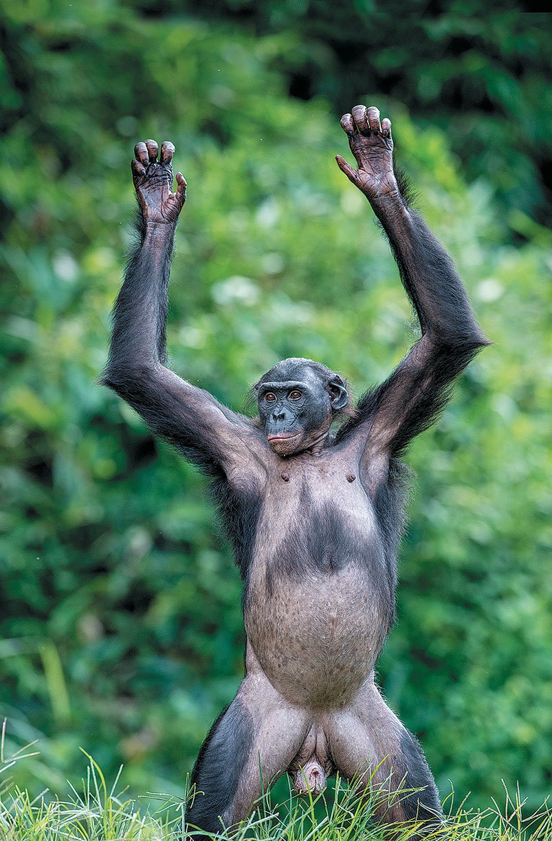 Приматы шимпанзе