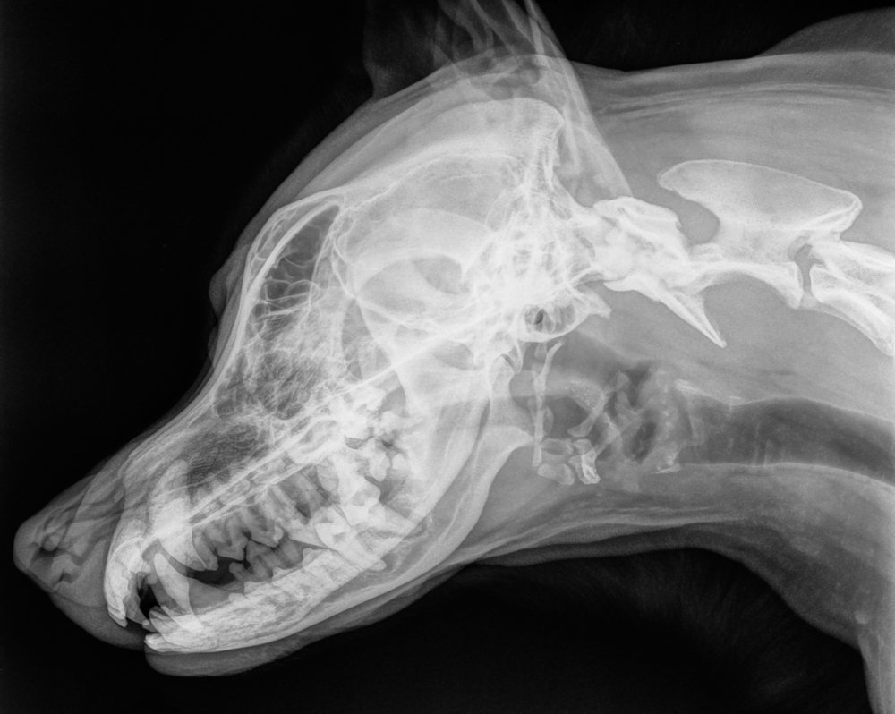 Рентген тазовой конечности кошки