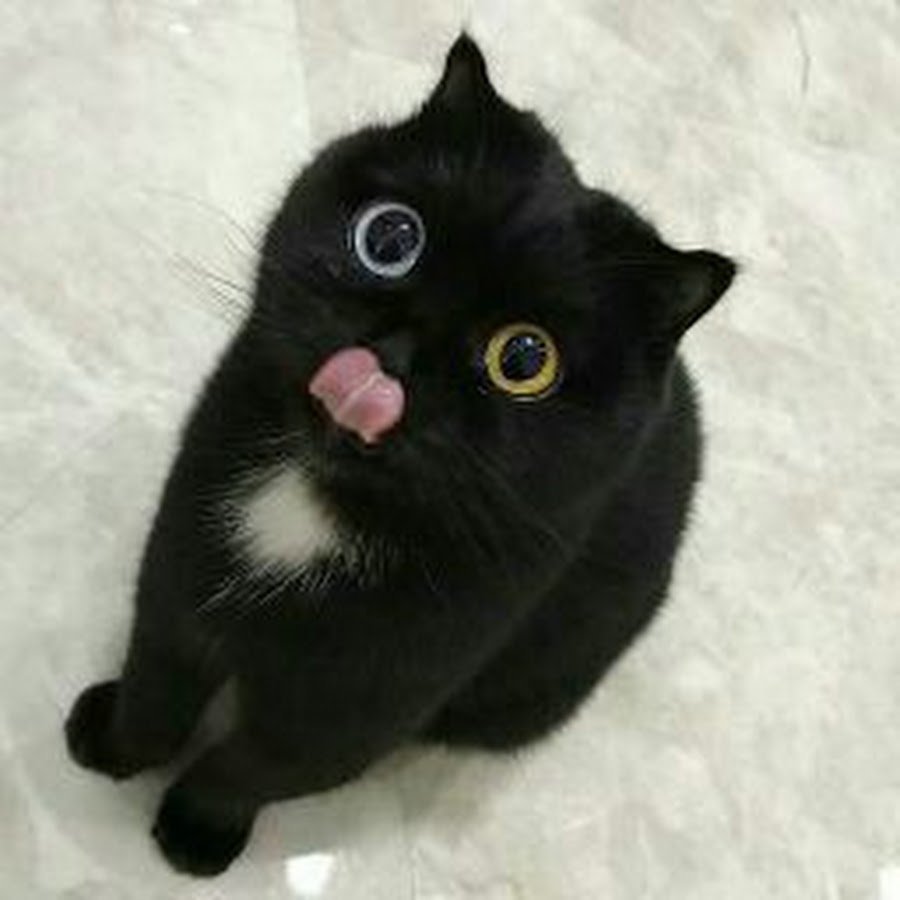 Черная кошка с разными глазами