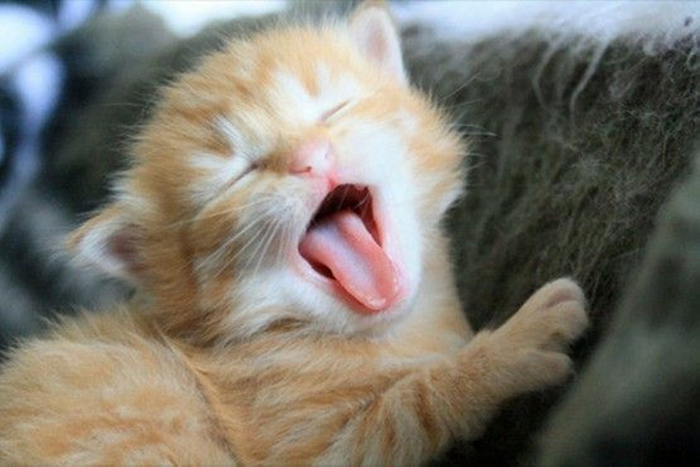 Звук показывает язык. Котенок зевает. Рыжий кот зевает. Котенок с высунутым языком. Счастливый кот.