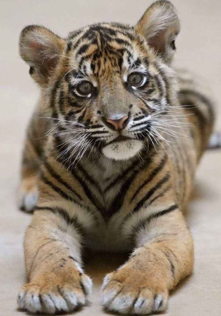 Длиннопенисный тигр
