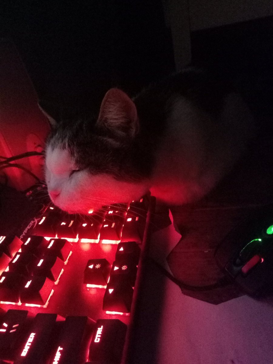 Ава кот на клавиатуре