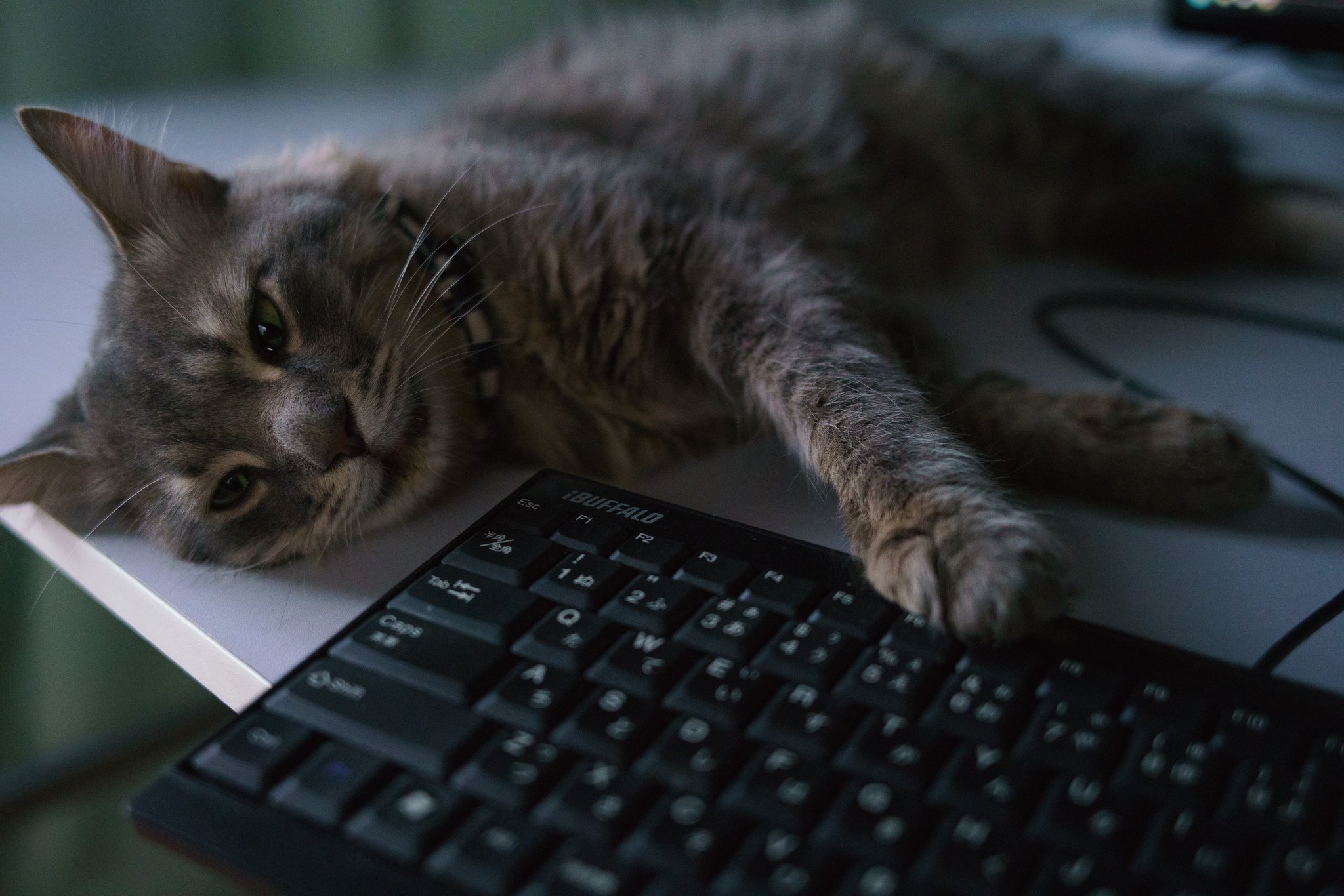 Включи котики устали громкость. Котенок на клавиатуре. Кот и компьютер. Компьютерный кот. Кот за компьютером.