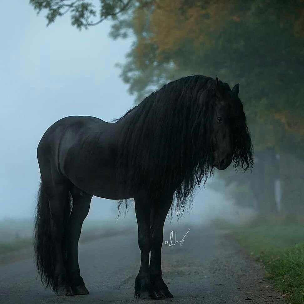 Фризская лошадь грива