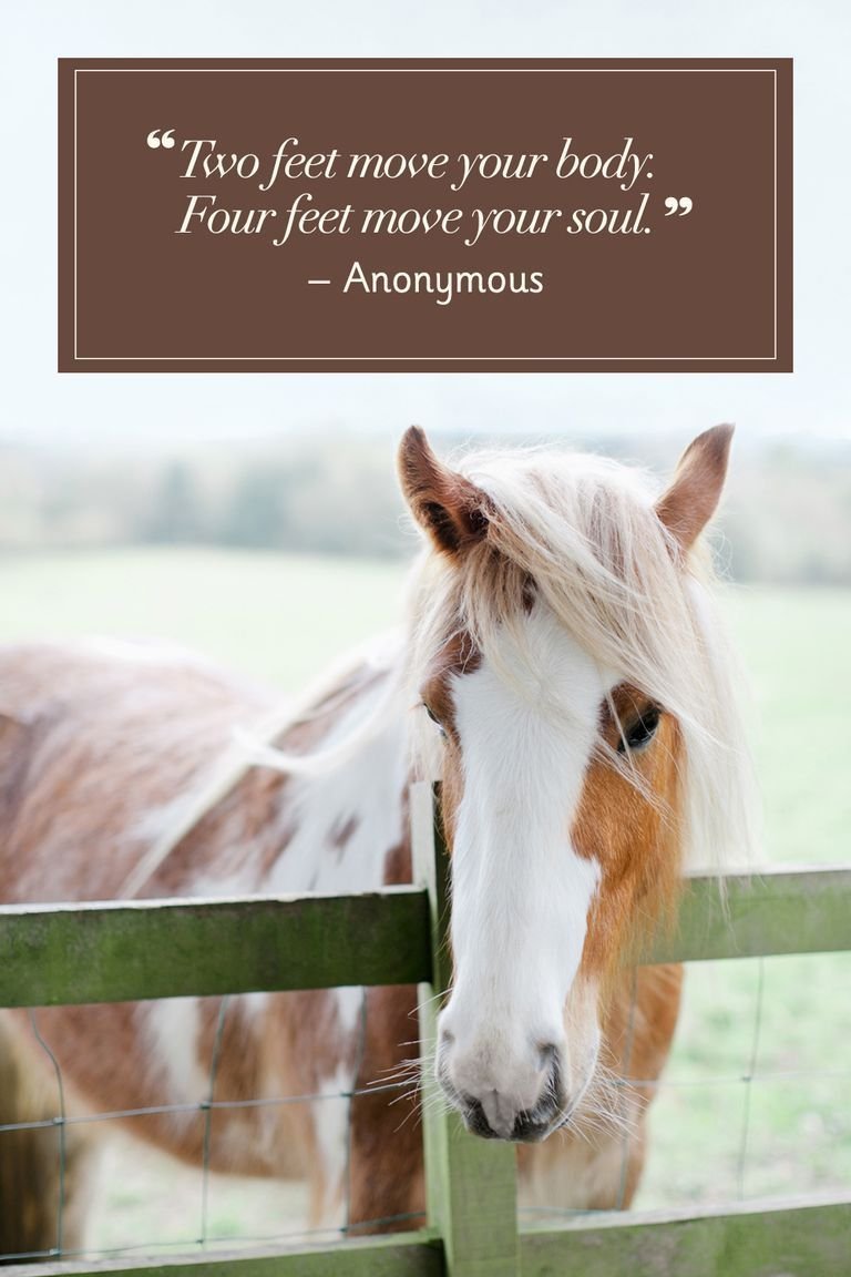 Афоризмы про лошадей