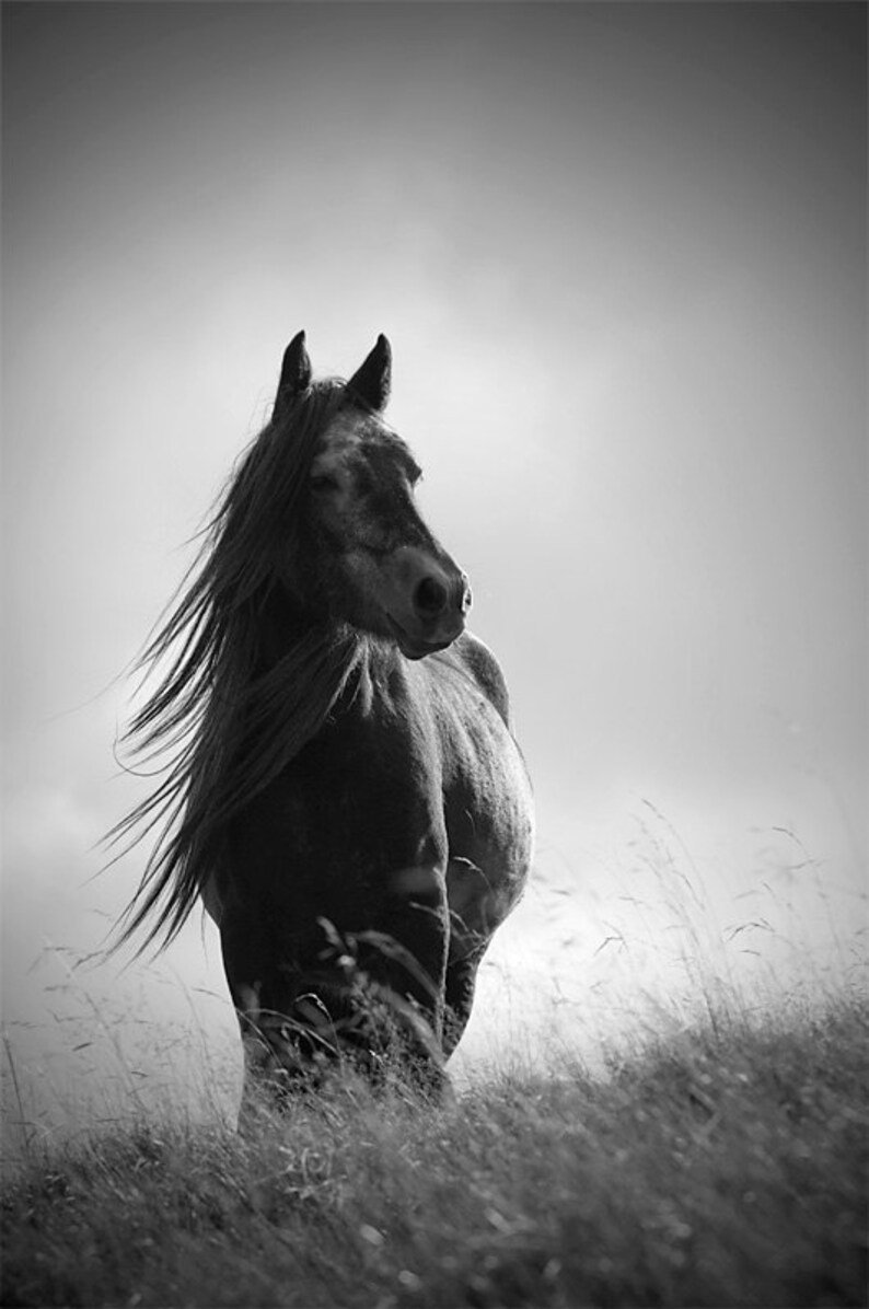 Красивые выражения о лошадях