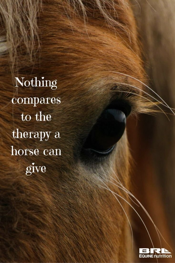 Высказывания о лошадях