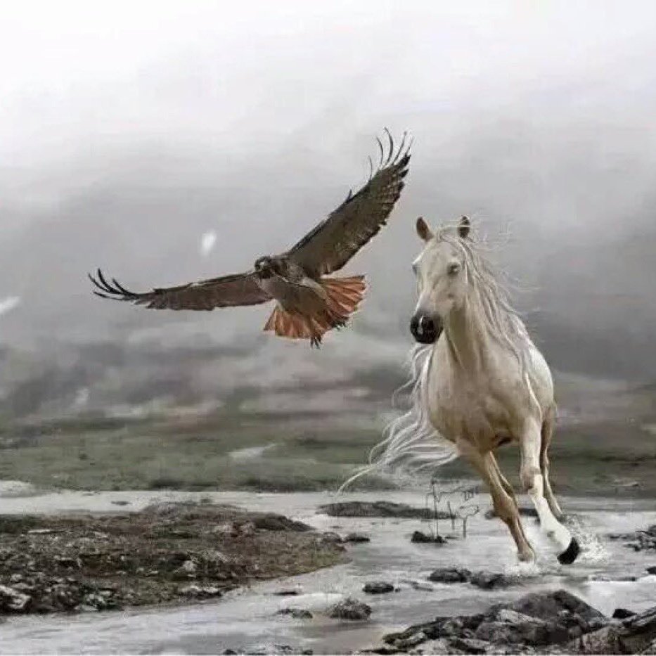 Лошадь и Орел