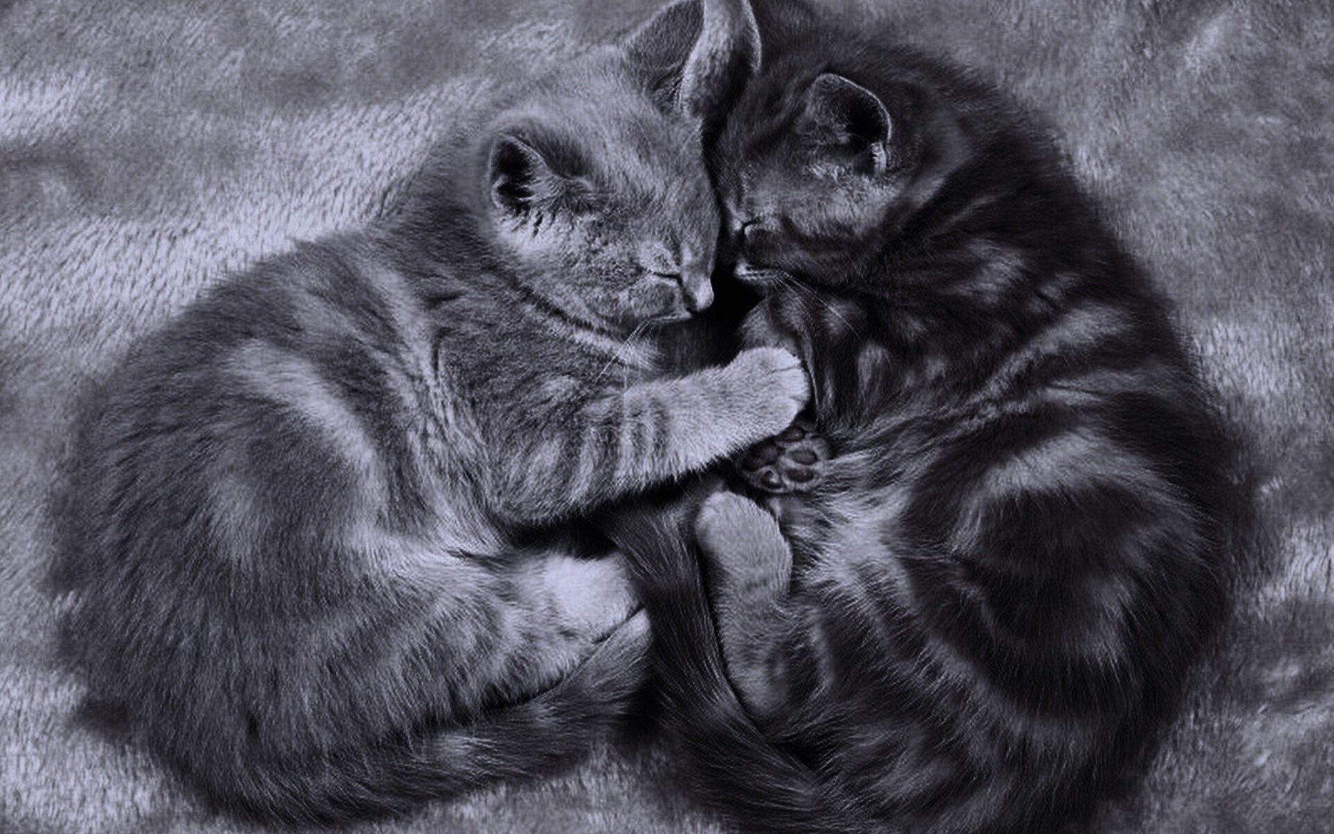 Картинки с любящими котиками. Котики обнимаются. Кошки любовь. Влюбленные котята. Два кота.