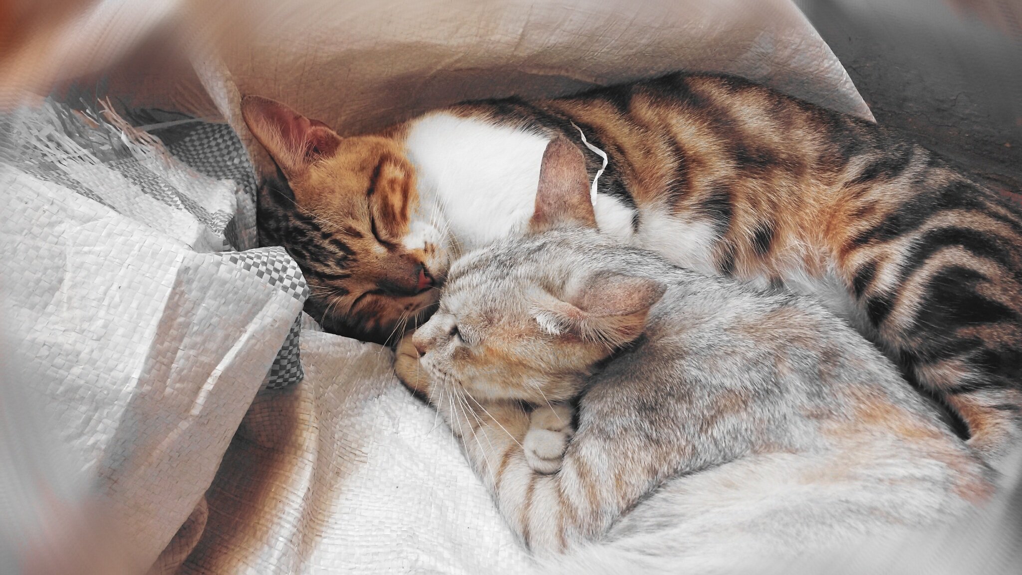 Спим в кровати вместе. Кошки обнимашки. Котики обнимаются. Коты спят в обнимку.