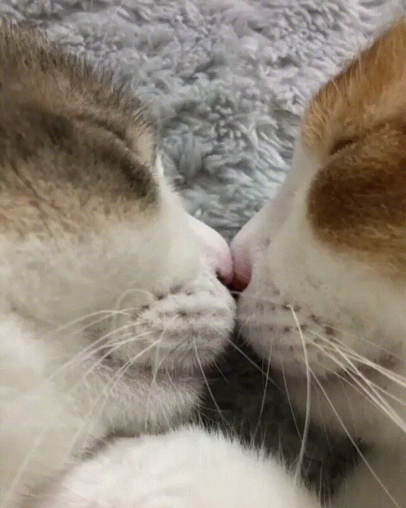 Кошачий поцелуй глазами