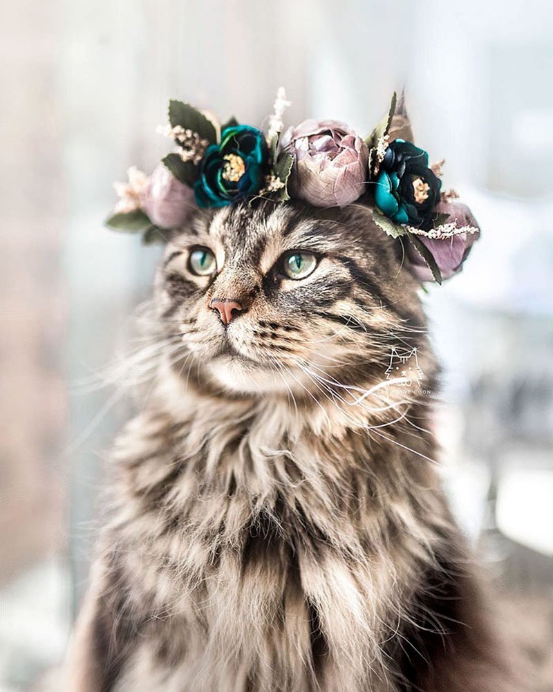 Кошка с короной на голове