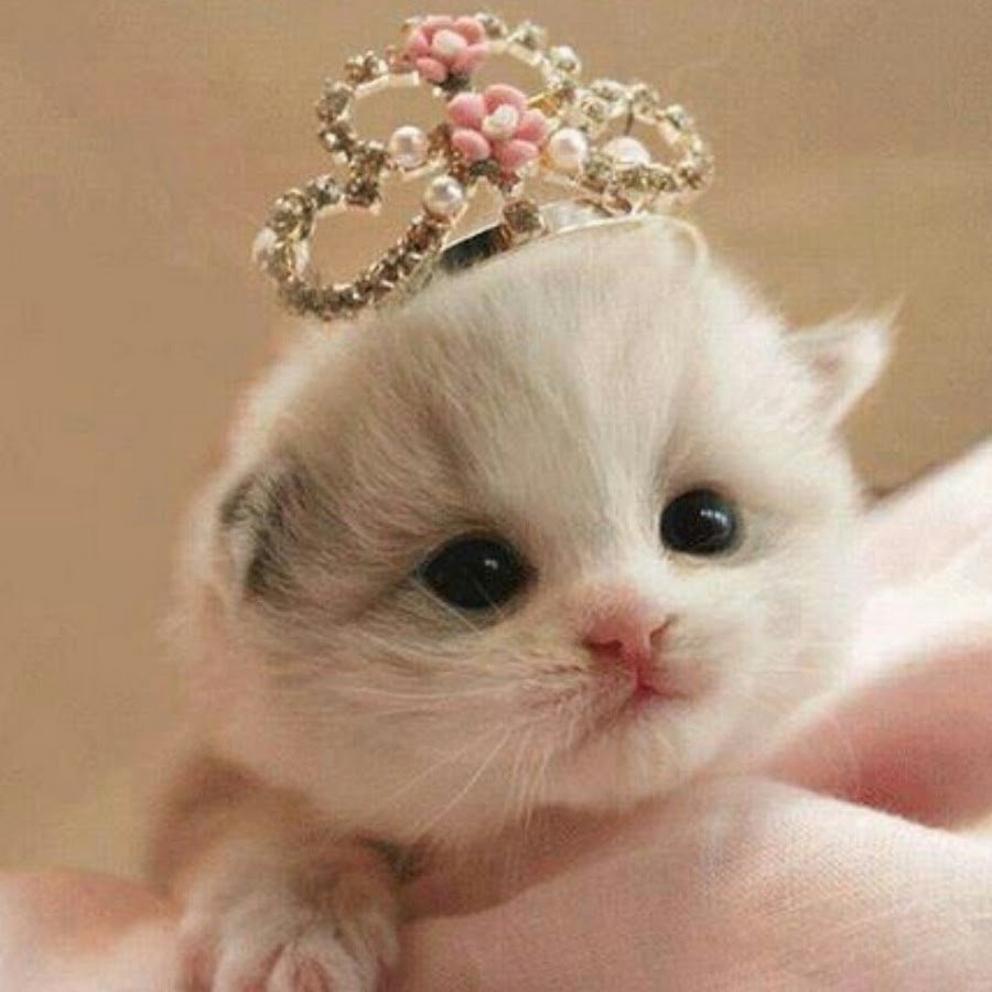 Котенок принцесса