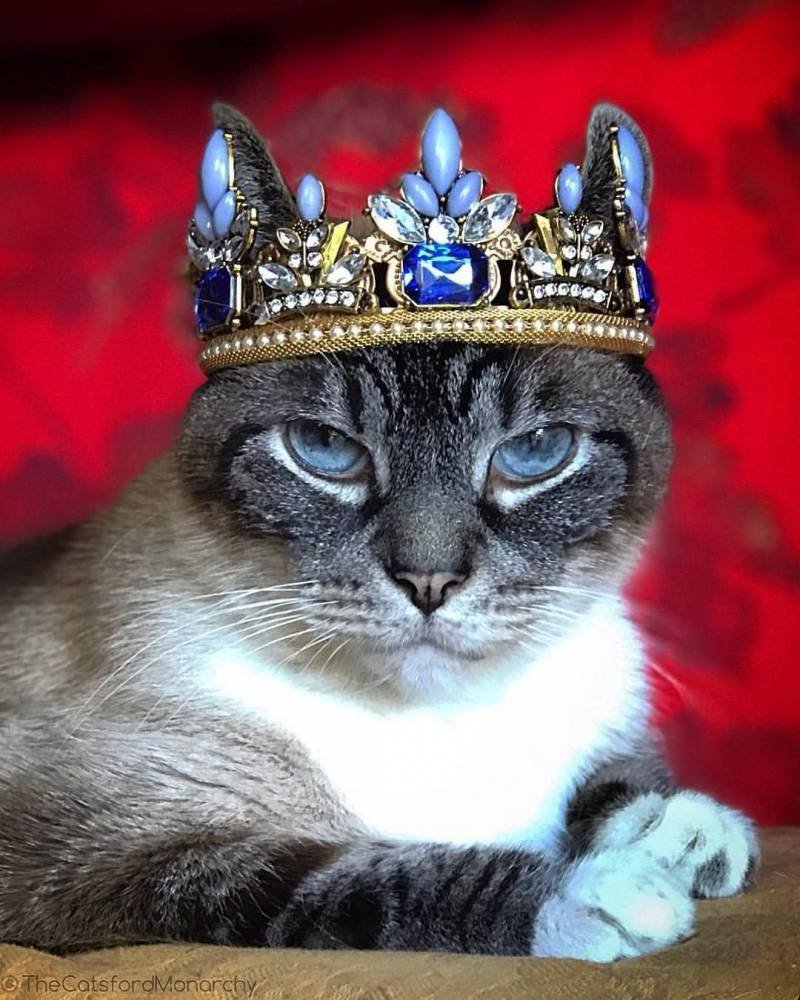 Царская порода кошек