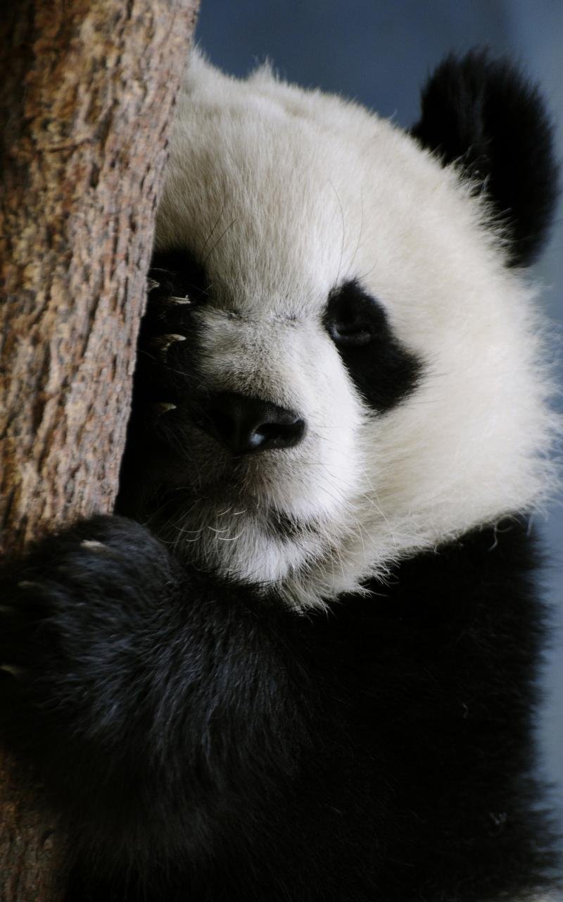 Красивая Панда