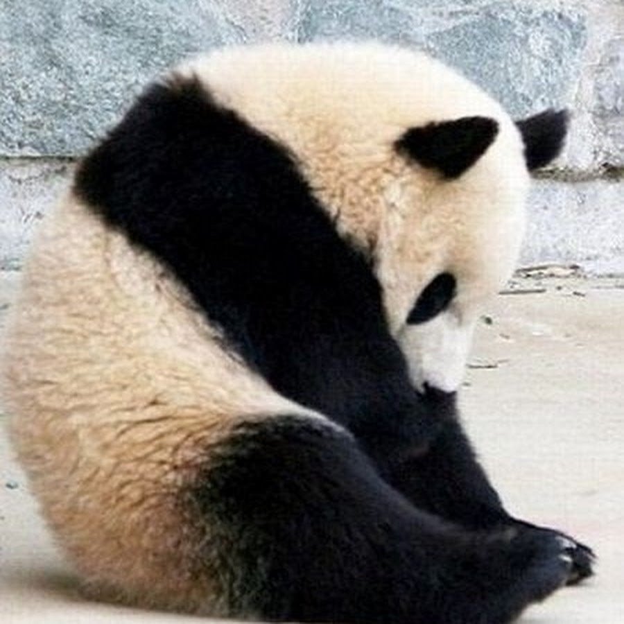 Обиженные панды