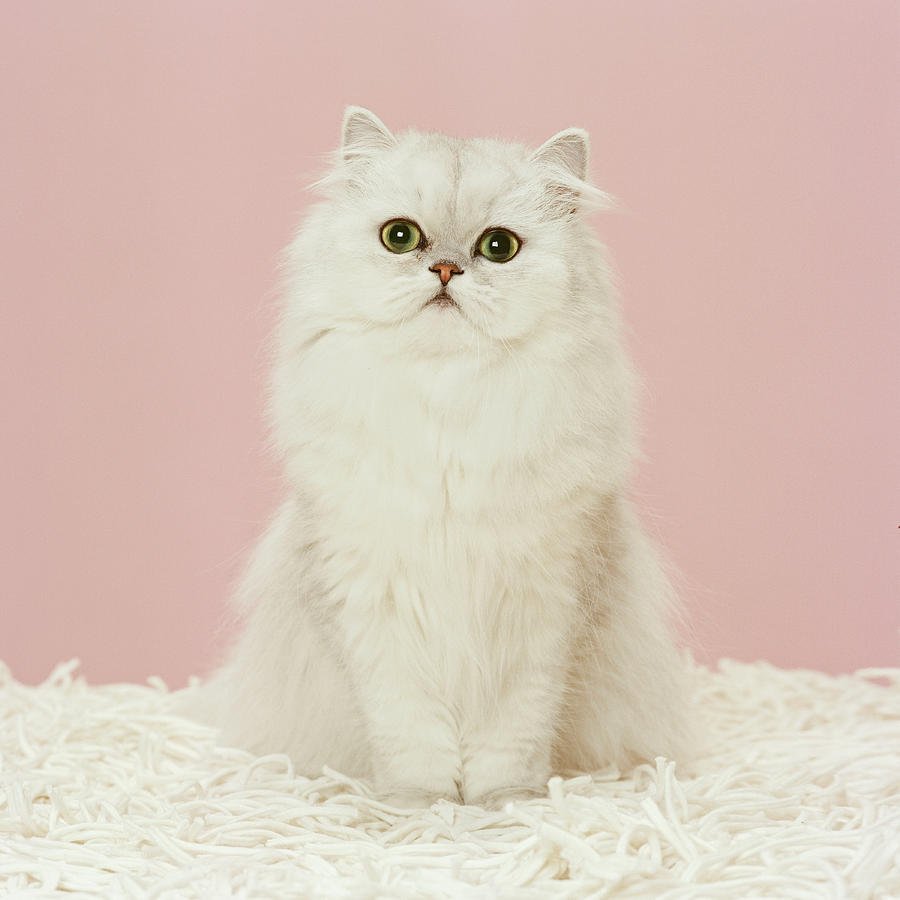 Персидская кошка кремовая