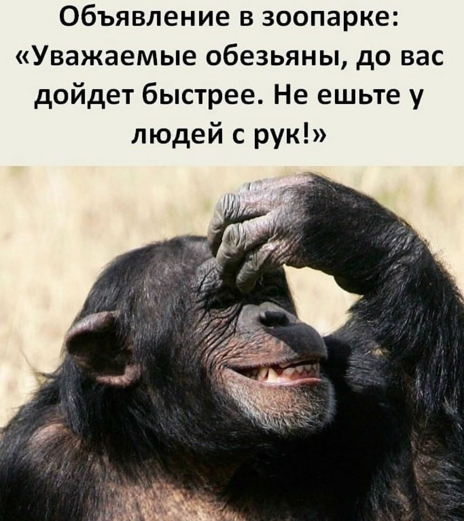 Насколько умные обезьяны