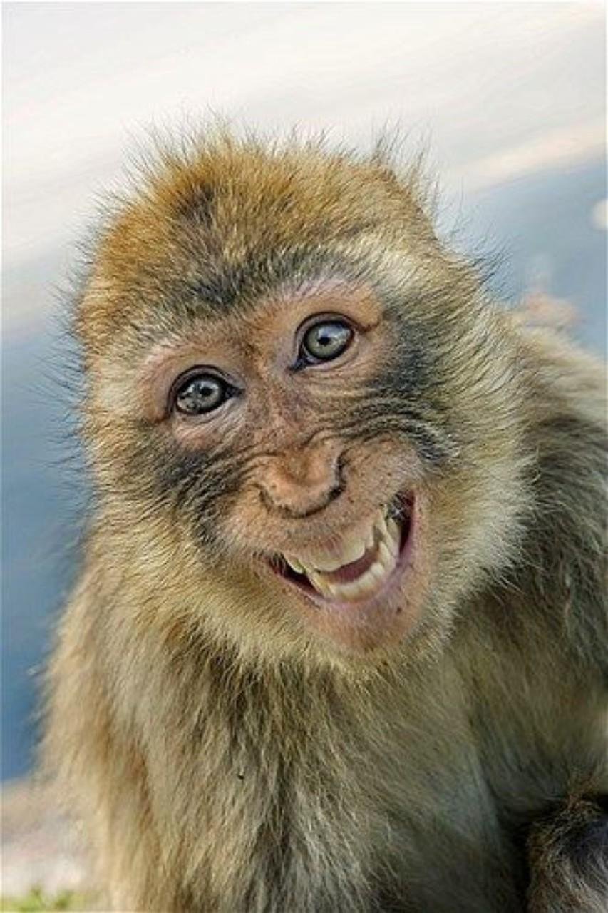 Реакция улыбающихся тварей. Обезьяна смеется. Обезьянка улыбается. Смешные обезьяны. Радостная обезьянка.