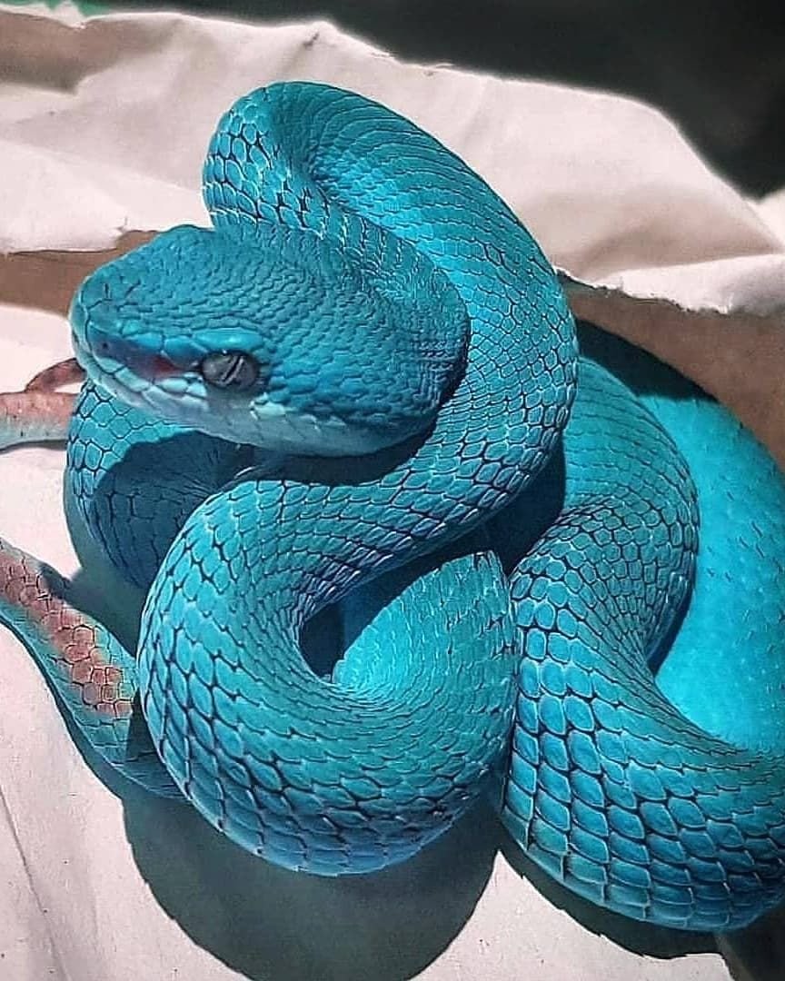 Голубая куфия змея