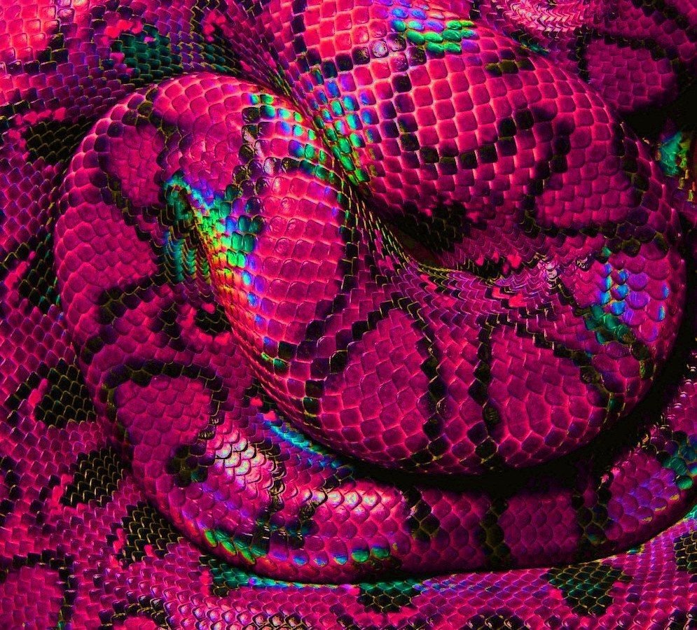 Фиолетовая змея питон