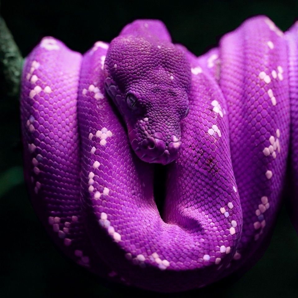 Королевский питон фиолетовый