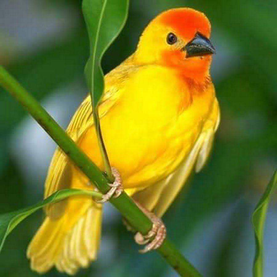 Ярко желтая птичка