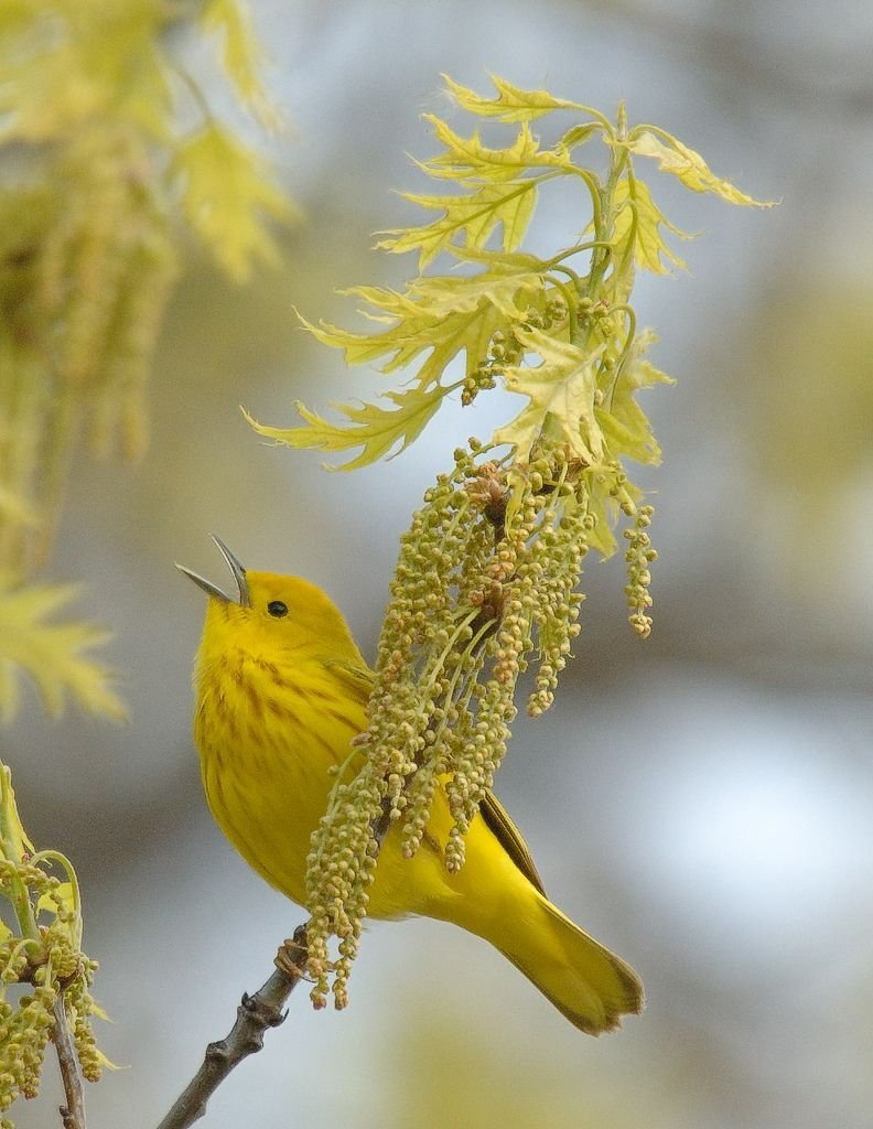 Желтая птица с длинным хвостом