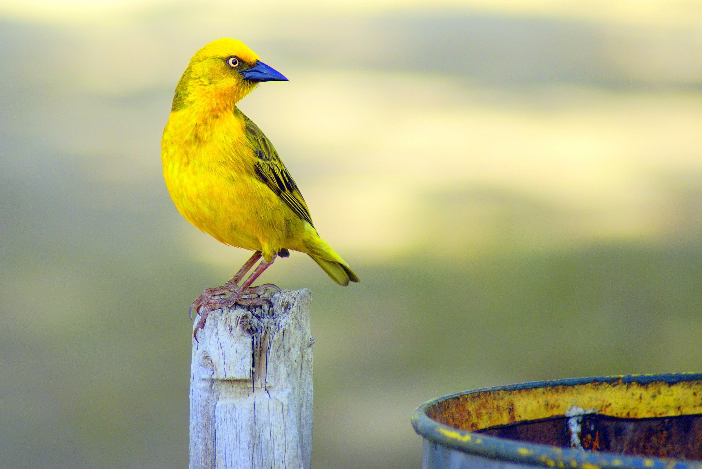 Птица с желтым оперением