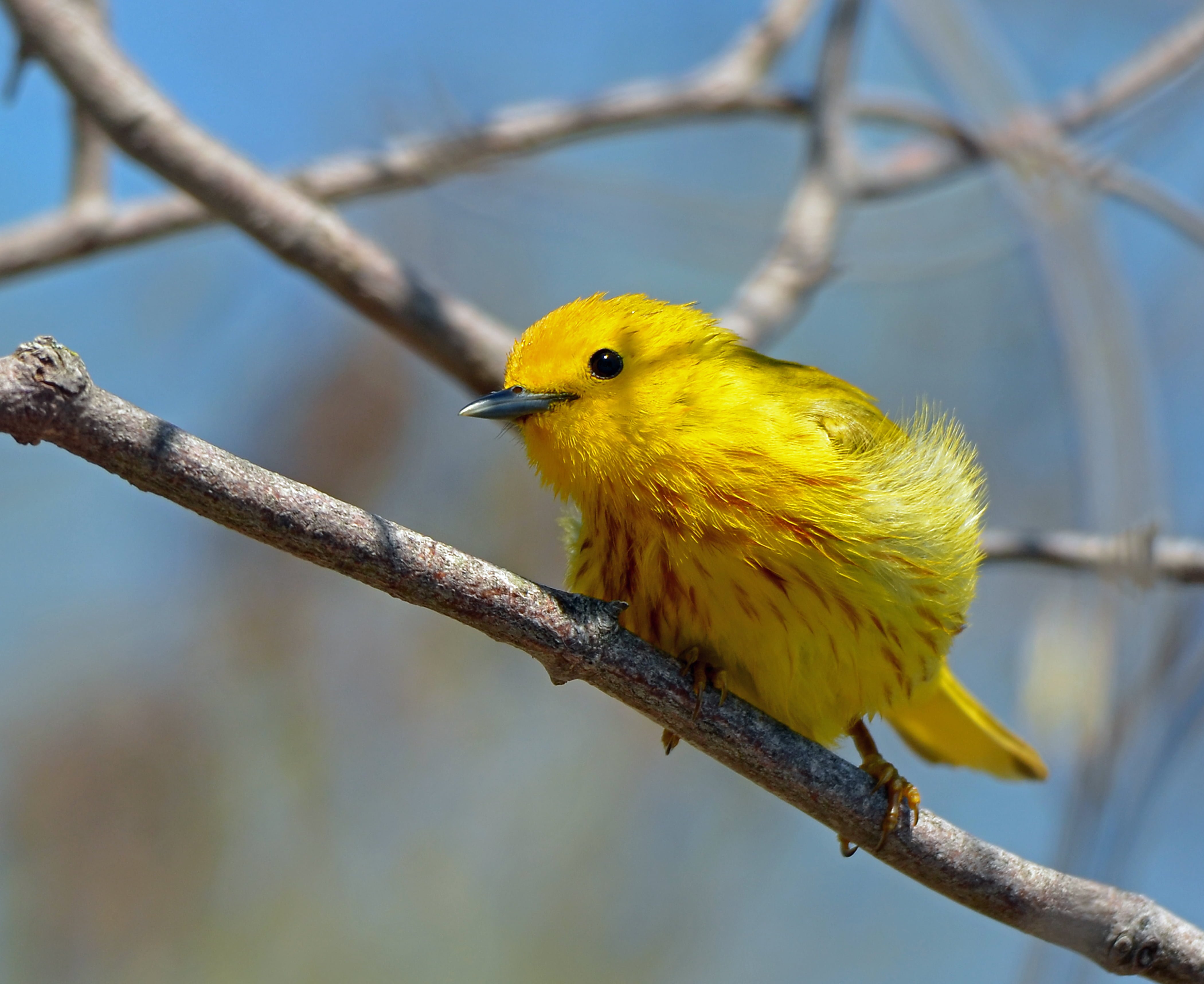 Про желтую птичку. Жёлтая певчая птичка. Желтая певчая камышевка. Желтая красивая птица. Райская птица желтая.