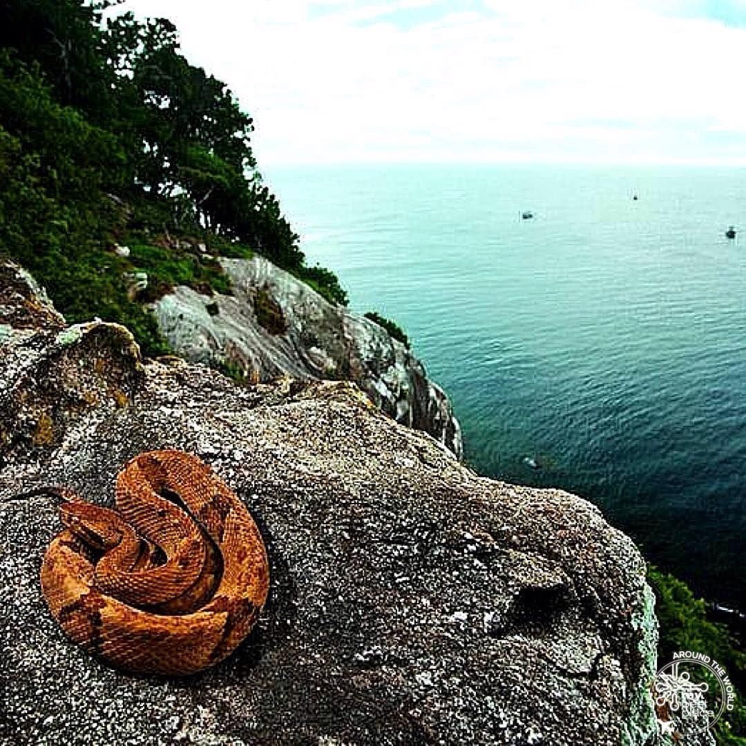 Остров змей фото. Кеймада-Гранди остров. Кеймада-Гранди змеиный остров. Змеиный остров Кеймада-Гранди Бразилия.