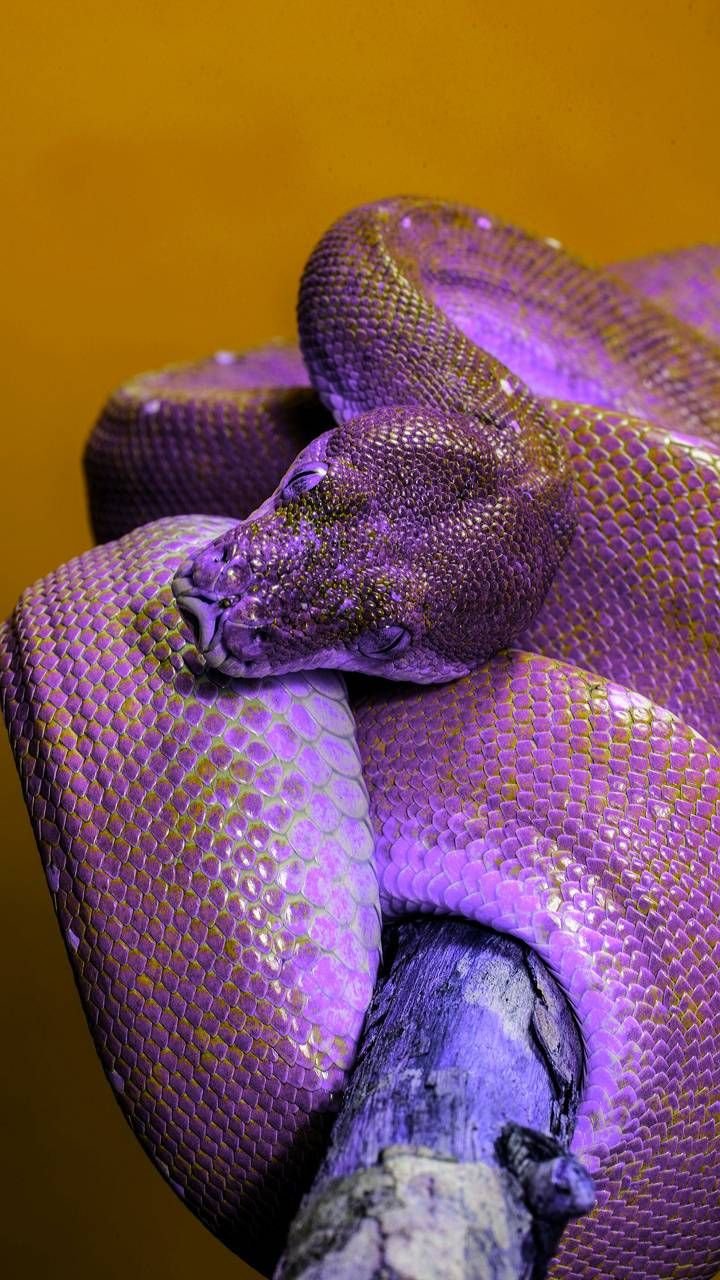 Королевский питон фиолетовый
