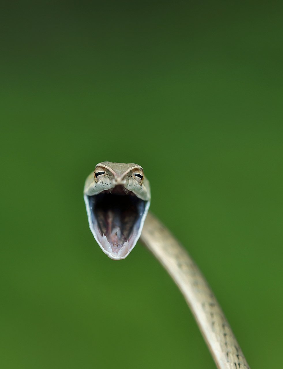 Змея смеется
