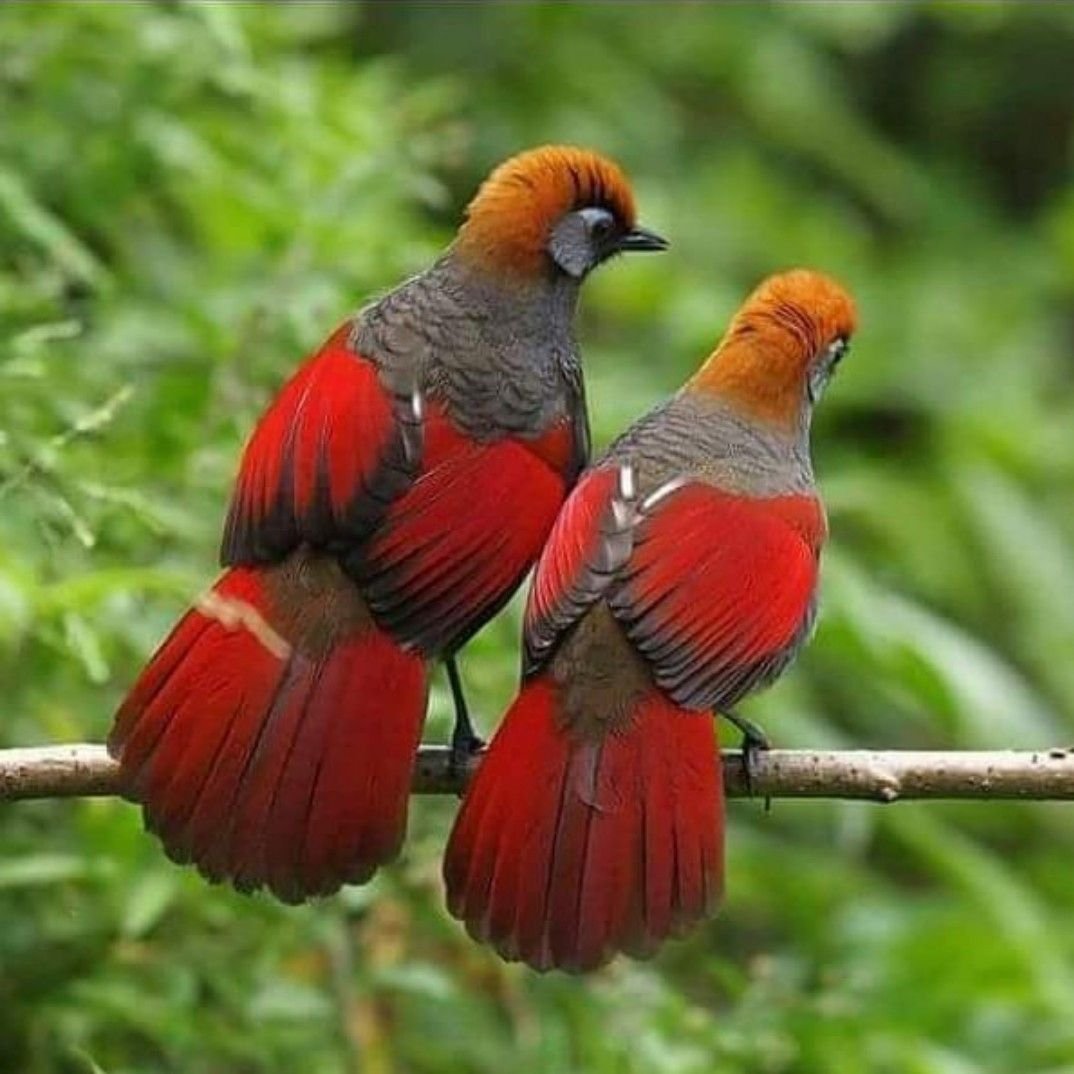 Виды красивых птиц. Королевский венценосный мухоед. Краснохвостая кустарница. Амазонский венценосный мухоед. Краснохвостые попугаи.