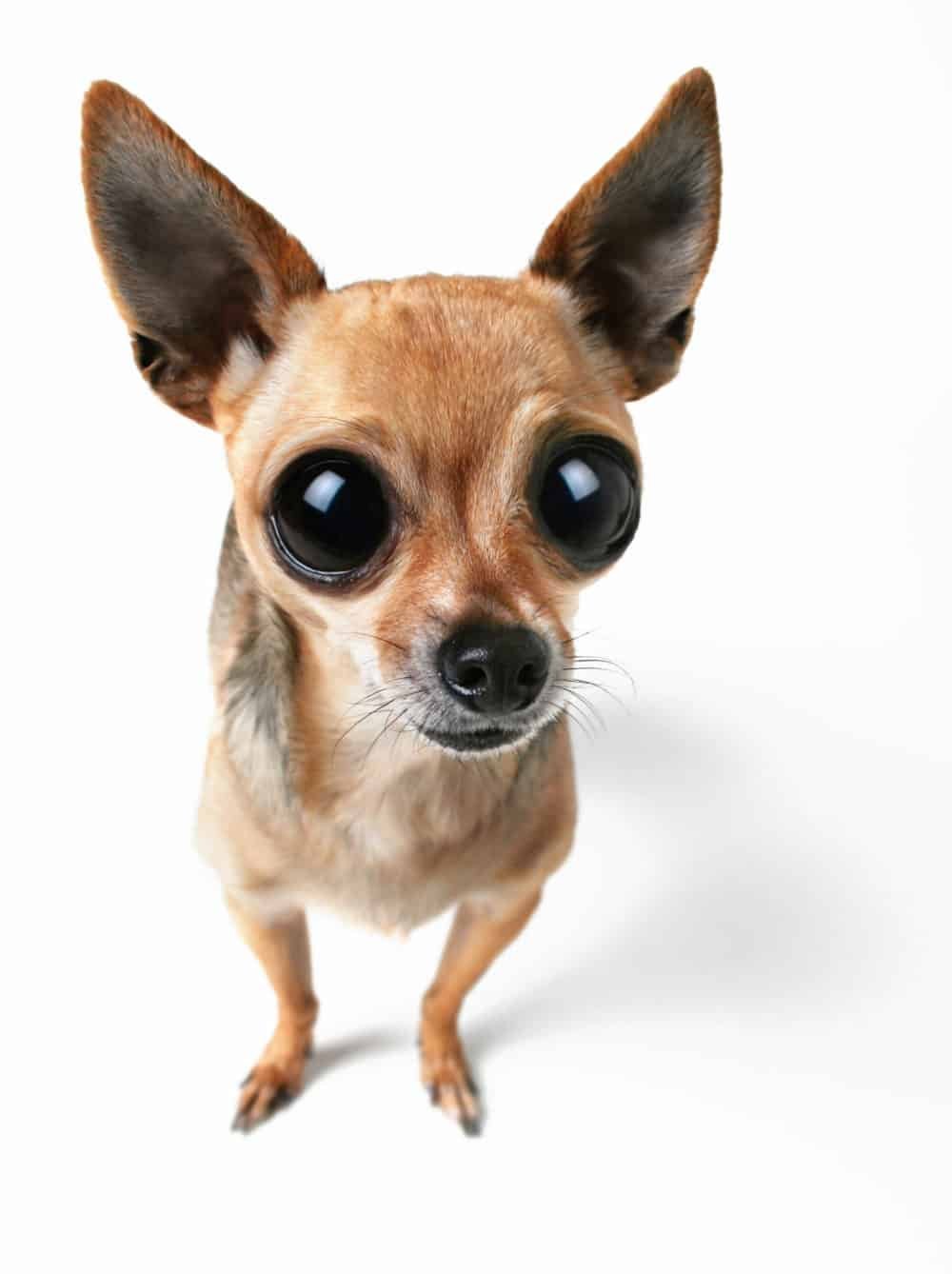 Собака с выпученными глазами
