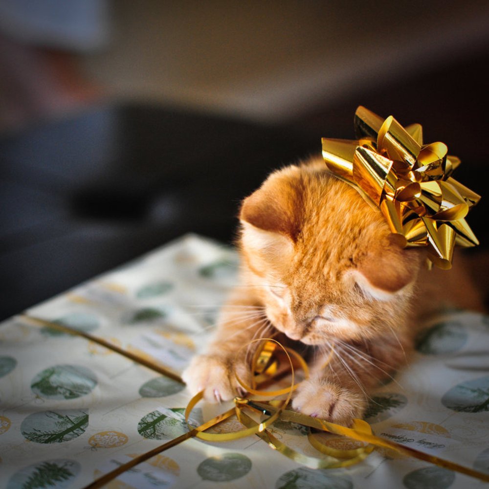 Котенок с подарком