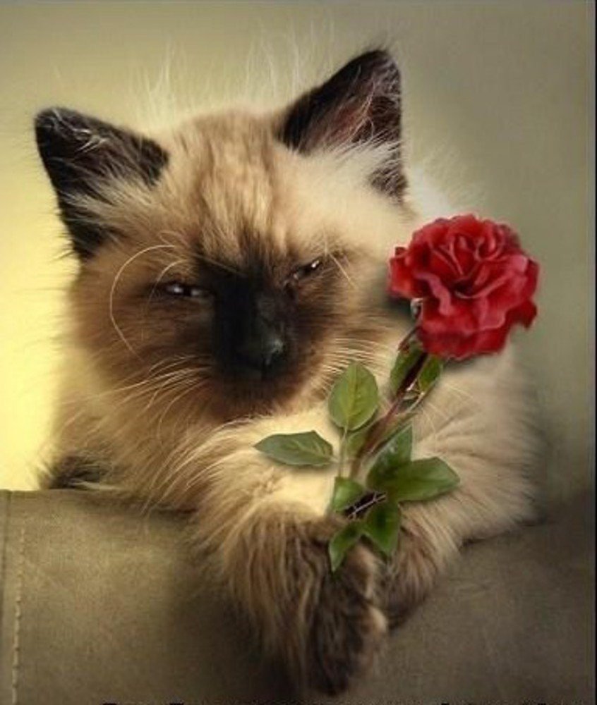 Кот дарит цветы