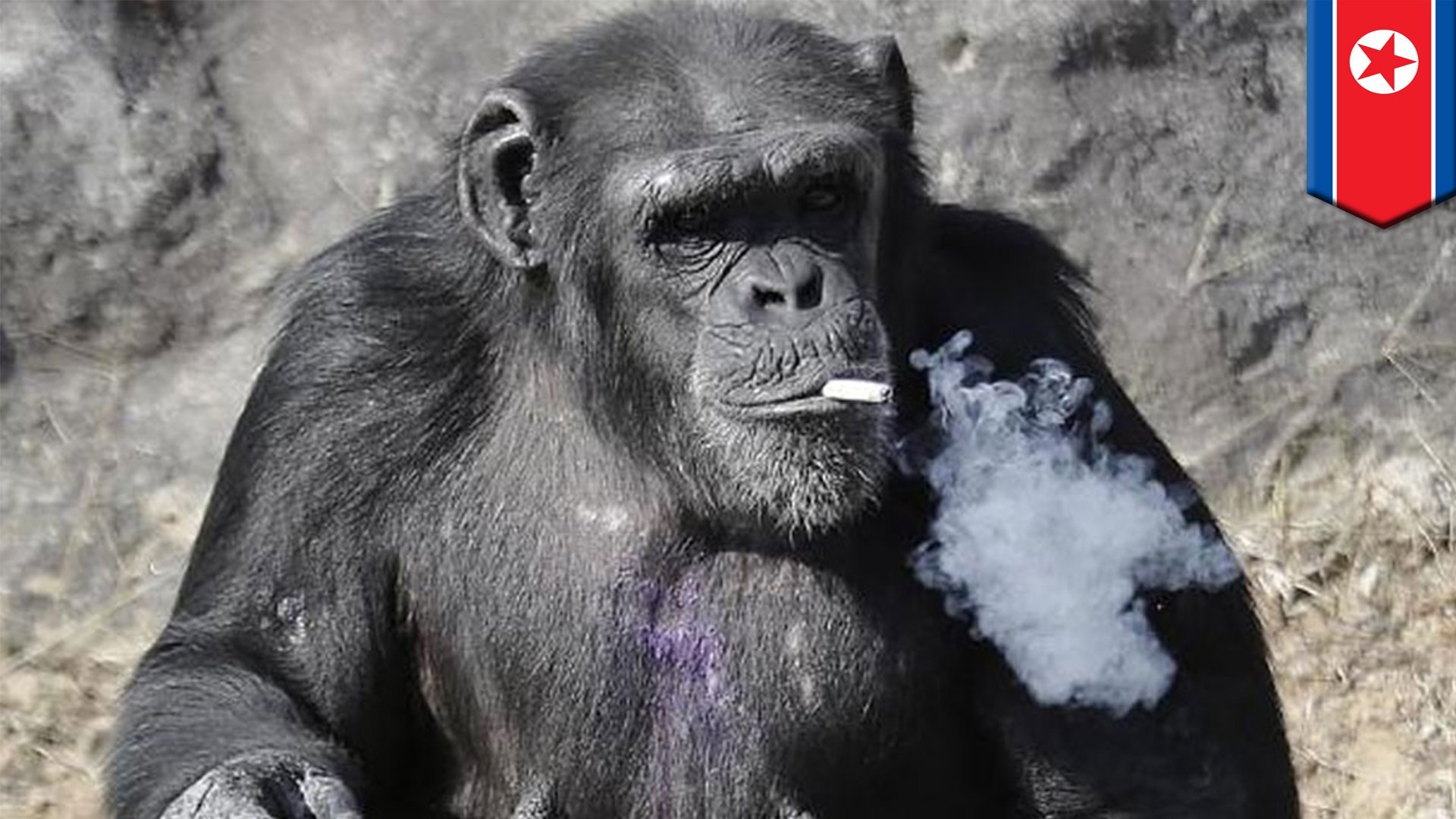 Мемные обезьяны. Обезьяна с сигаретой. Макака курит. Шимпанзе курит. Шимпанзе с сигаретой.