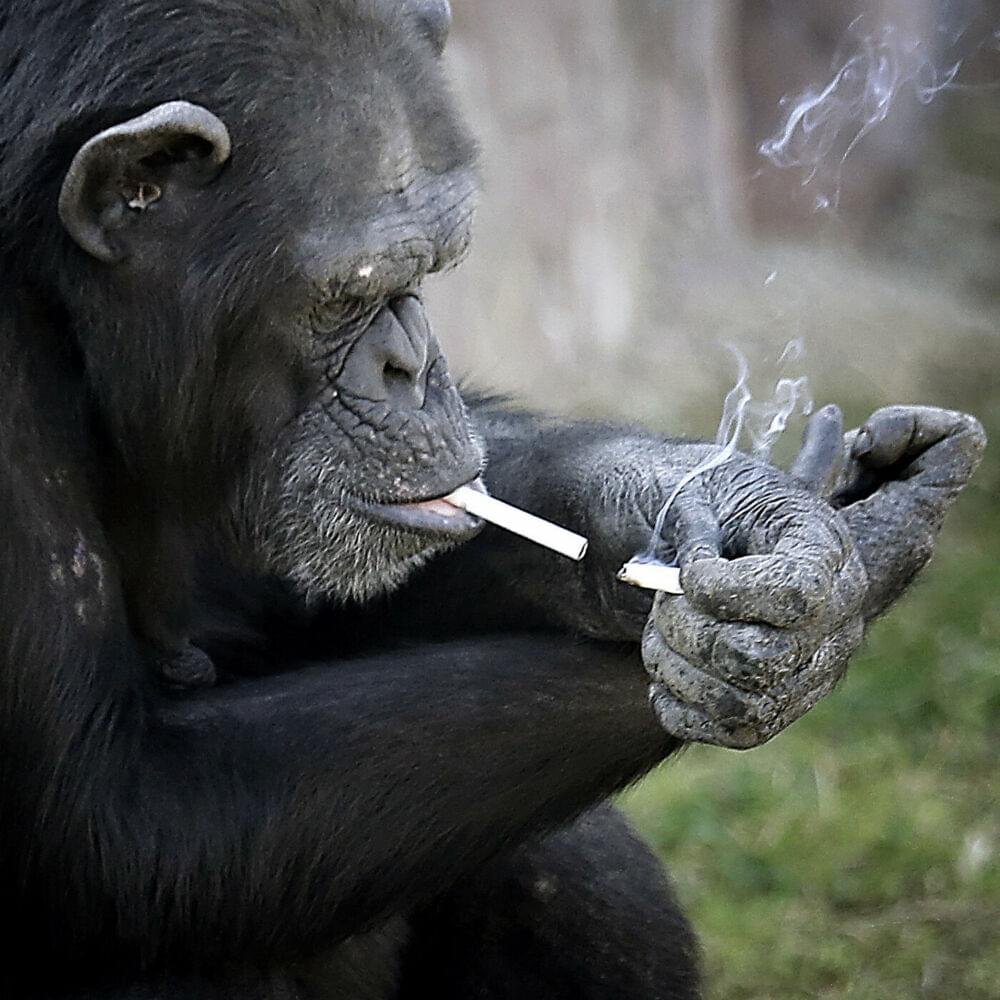 Две обезьныс сигаретой