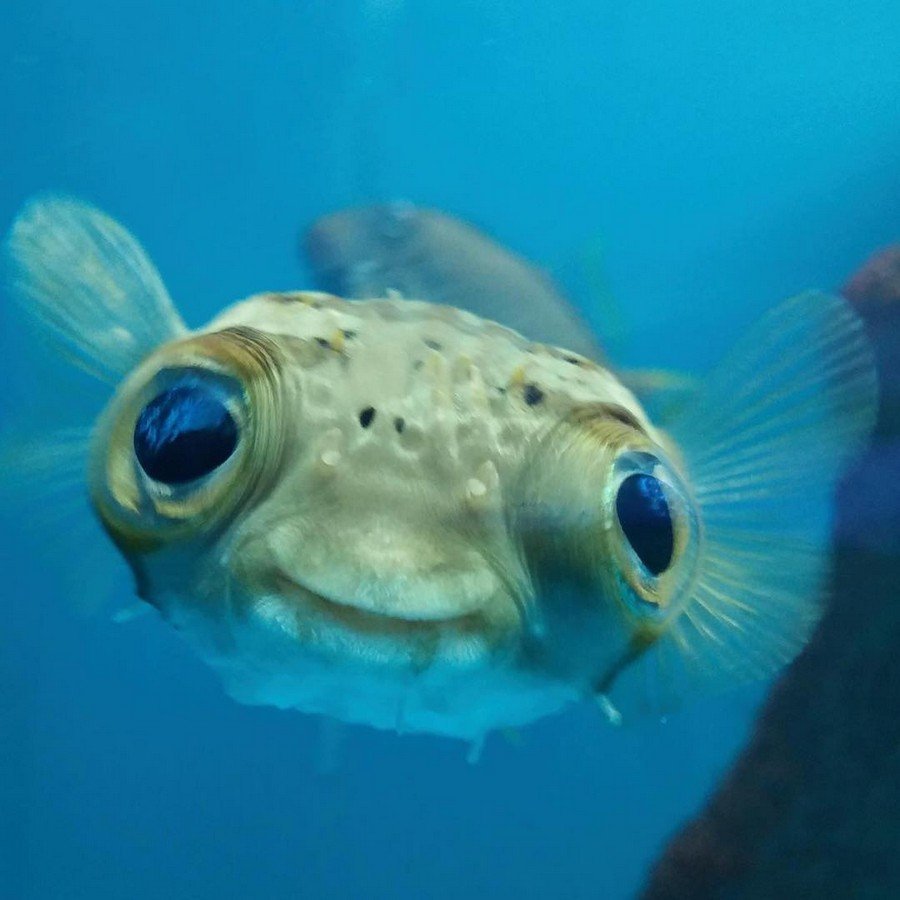 Рыба призрак батилихнопс