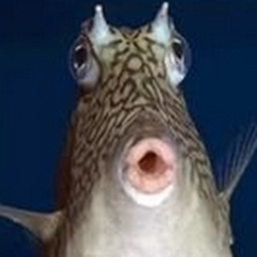 Рыба с выпученными глазами и большими губами