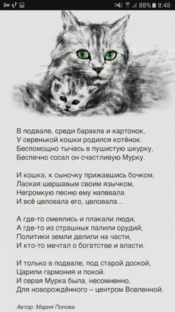 Стих о коте
