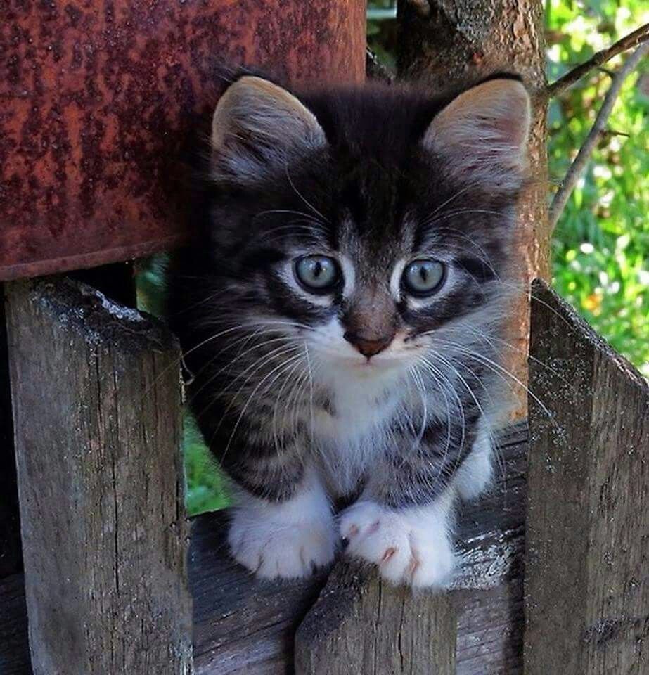 Серый котенок на заборе