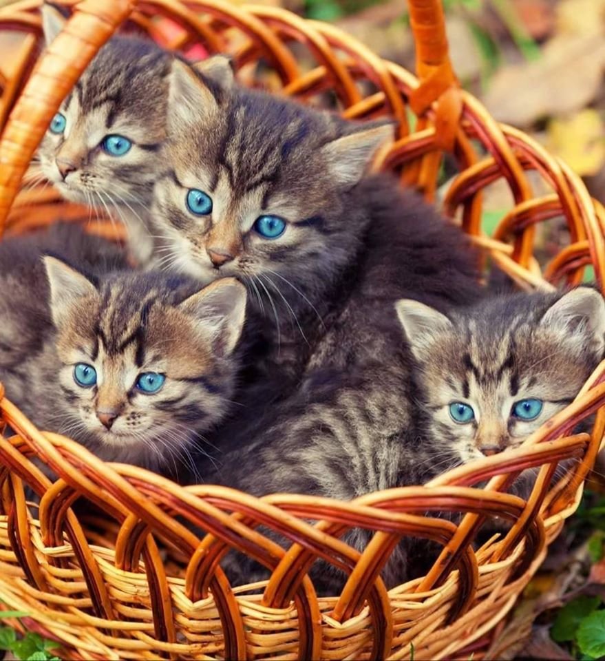 Милые котята в корзине