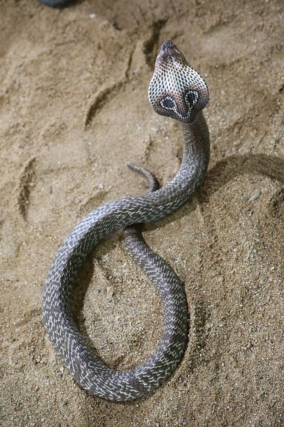 Змея гадюка Сибирская